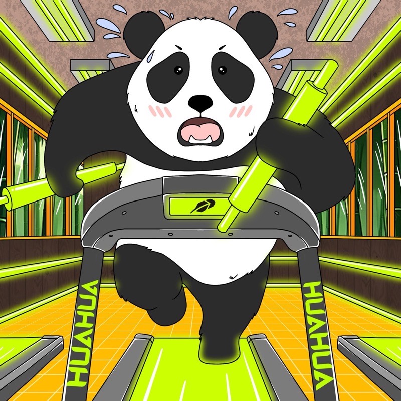HUAHUA panda